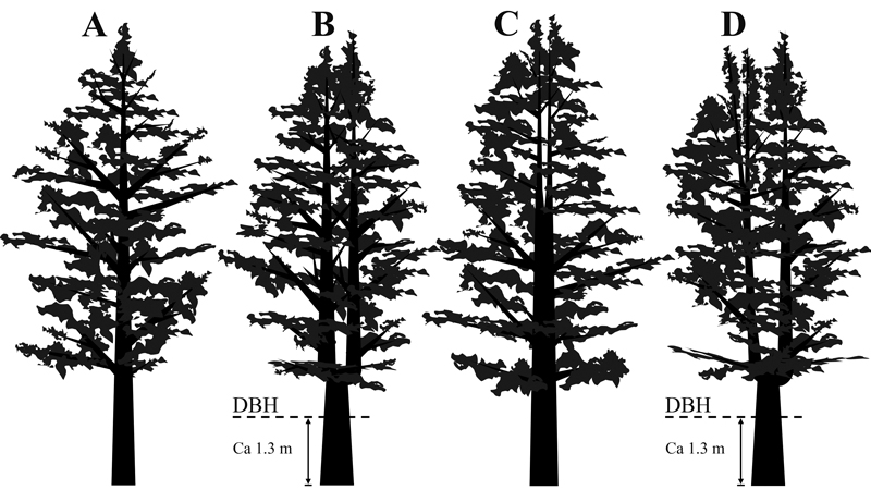 Skogforsk detection of forked trees project