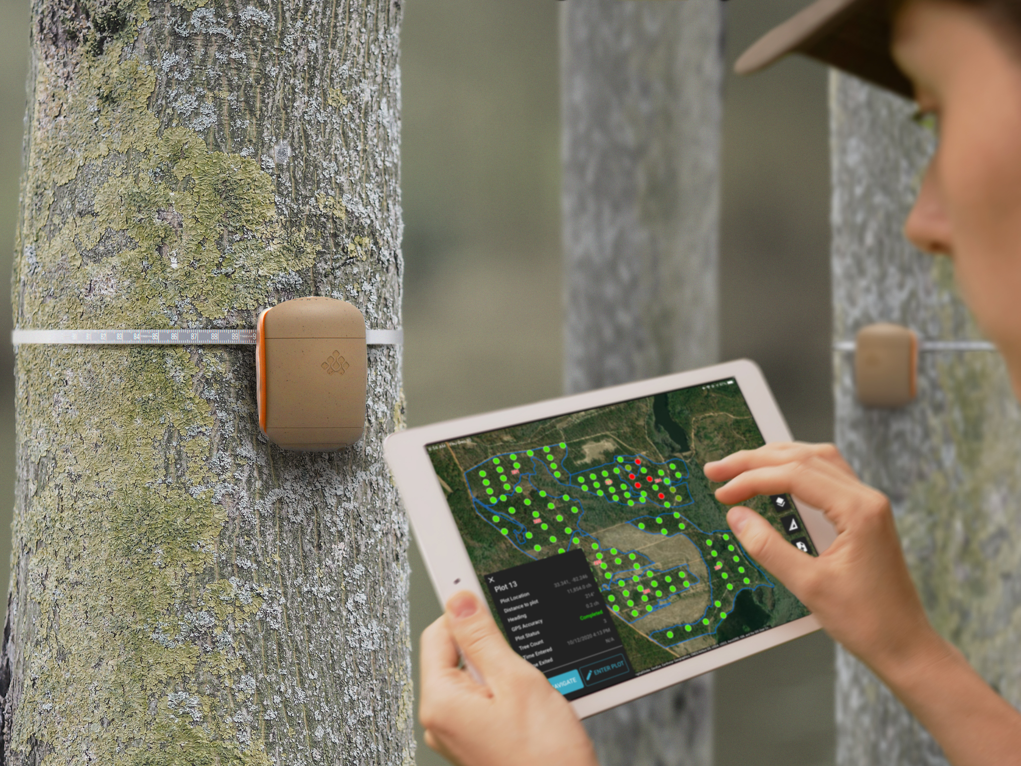 Treevia forest monitoring