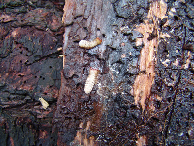 Patent on method of marking Bark Beetle infested trees