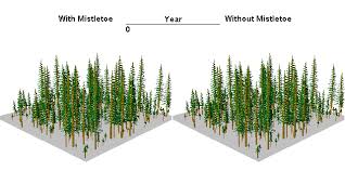 Forest Vegetation Simulator (Software, Training, Support)