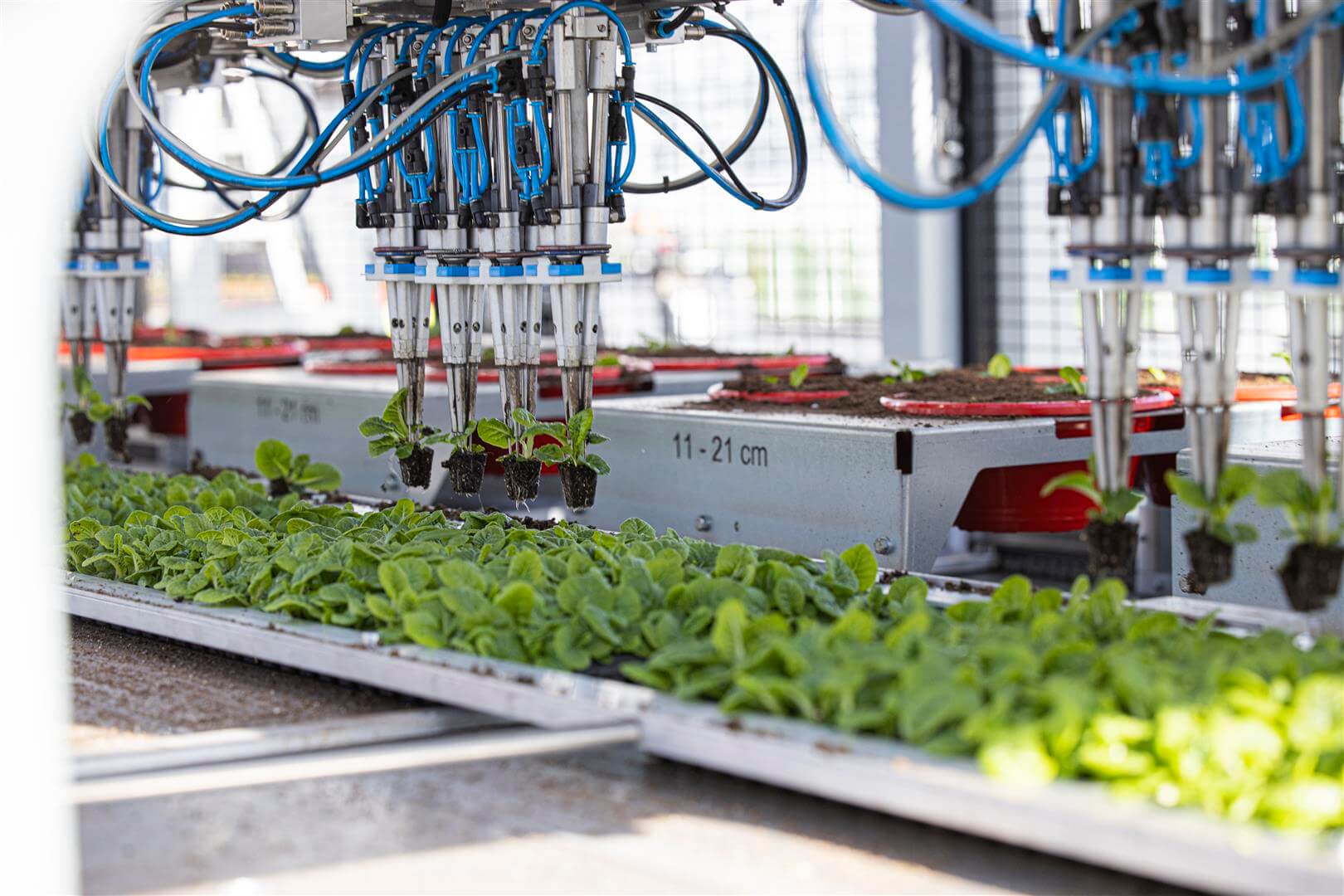 Forestry Nursery
