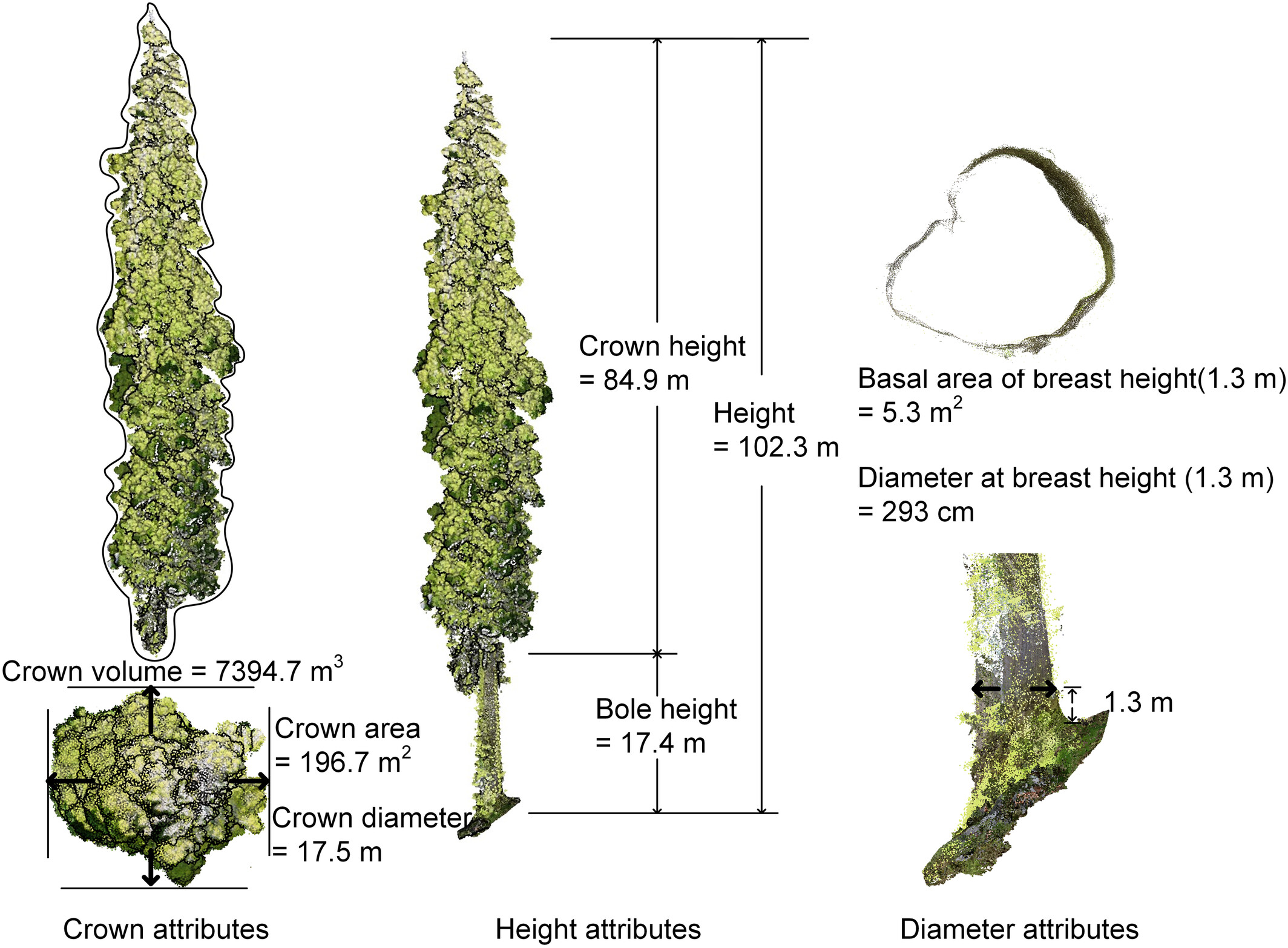 Paper on remote sensing to estimate tree diameter at breast height
