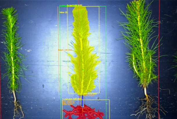 Forest Growers Research (FGR NZ) AI-supported seedling grading prototype
