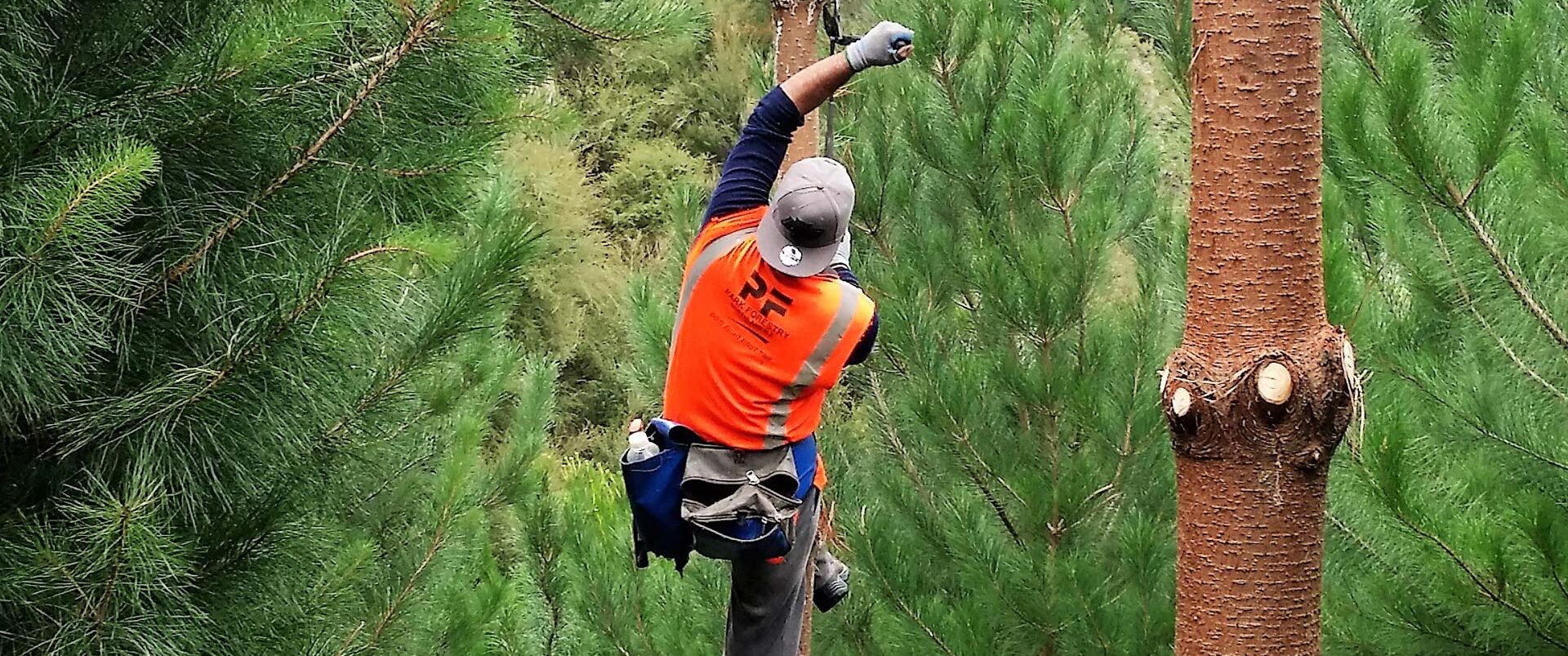 Silviculture (Tending)